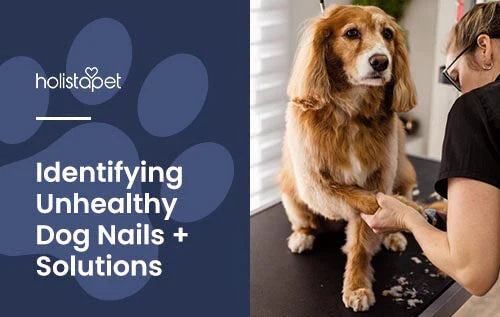Solutions for Unhealthy Dog Nails