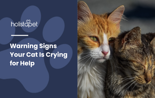 Featured image for the blog 'Warning Signs Your Cat Is Crying for Help' by Holistapet, showing a dog eating chocolate