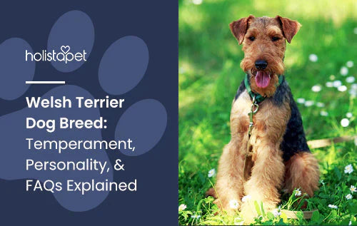 Welsh Terrier Dog Breed Information