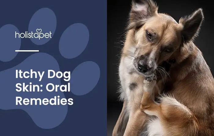 "What Can I Give My Dog Orally for Itchy Skin" featured blog image by Holistapet. Shows a German Shepherd mix breed scratching its chin with its back left paw.