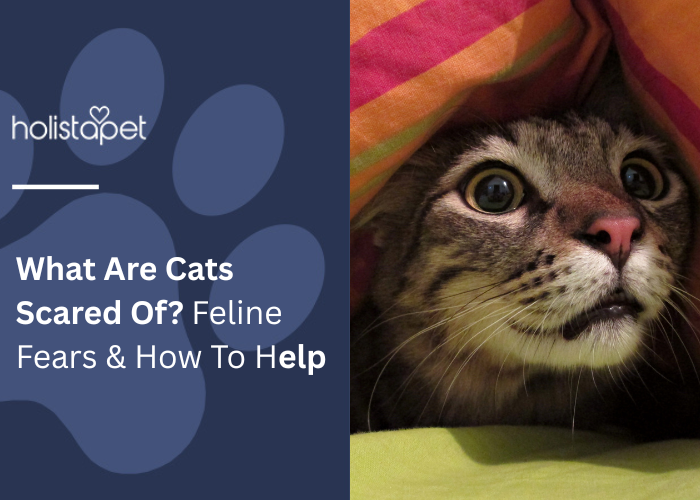 What Are Cats Scared Of? Feline Fears & How To Help Feature image by Holistapet. Shows a wide-eyed cat peeking nervously out from under a colorful blanket, capturing a moment of feline fear.