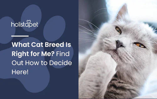 List of Cat Breeds That May Be Right For You