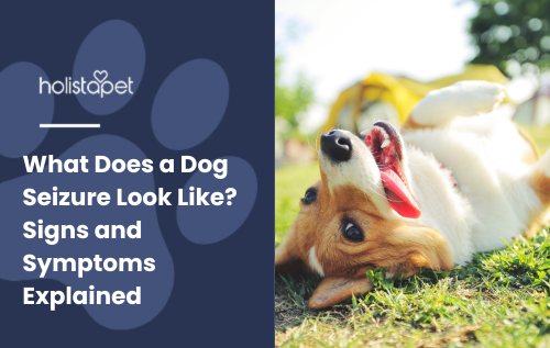 Dog Seizure featured blog image by Holistapet. Shows a dog lying on its side with tense muscles, illustrating seizure symptoms.