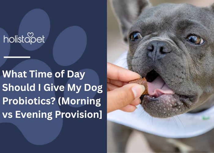 What Time of Day Should I Give My Dog Probiotics Featured blog Image by Holistapet. Shows a human hand feeding a dog a probiotic dog treat