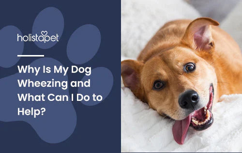 Why is My Dog Wheezing?