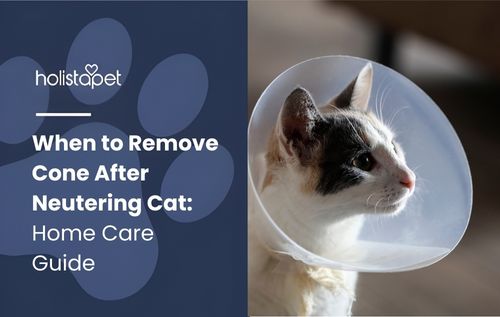 A white cat with black markings on its head wears a clear plastic cone around its neck.