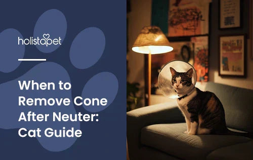 A cat sitting on a couch with a cone on.