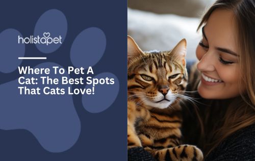Where To Pet A Cat: The Best Spots That Cats Love Feature Blog by HolistaPet