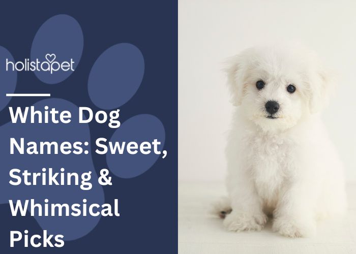 White Dog Names Feature Image by Holistapet. Shows a small white fluffy Maltese puppy
