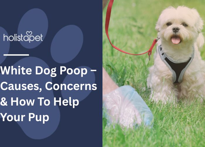 White Dog Poop Featured Blog Image by Holistapet. Shows a person picking up dog poop with a dog nearby.