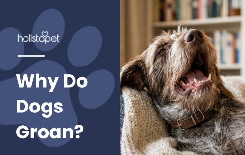 HolistaPet blog header "Why Do Dogs Groan?" with a brown wirehaired dog yawning on a knit blanket