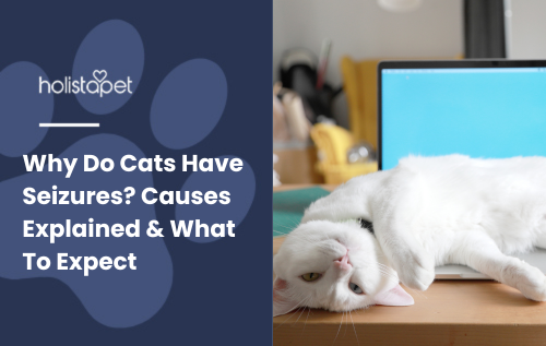 Why Do Cats Have Seizures: featured blog image by Holistapet. Shows a white cat lying on its side in front of a laptop, appearing relaxed or disoriented.