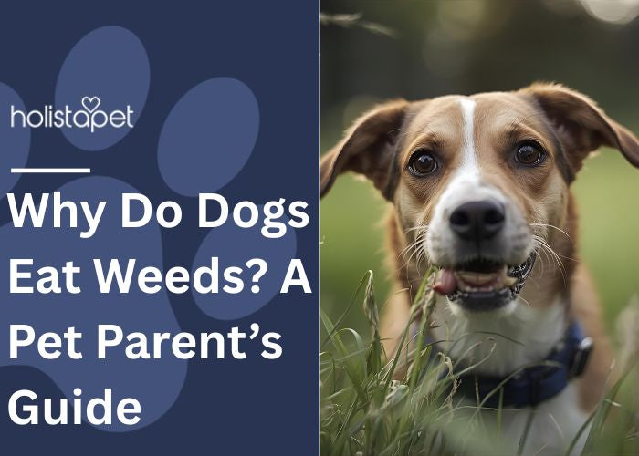 Why Do Dogs Eat Weeds Feature Image by Holistapet