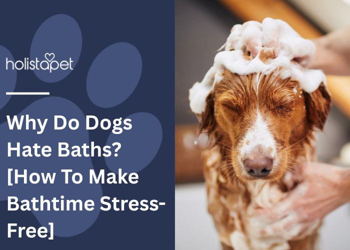 Why Do Dogs Hate Baths Feature Image by Holistapet