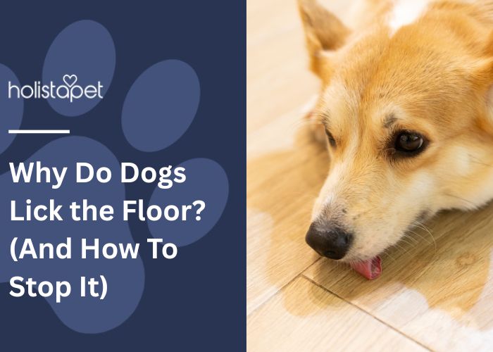 Why Do Dogs Lick the Floor Feature Image by Holistapet