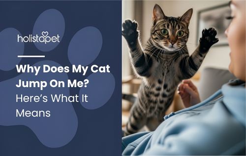 A playful cat jumping up toward a person’s face indoors, showing my cat jump on me behavior.