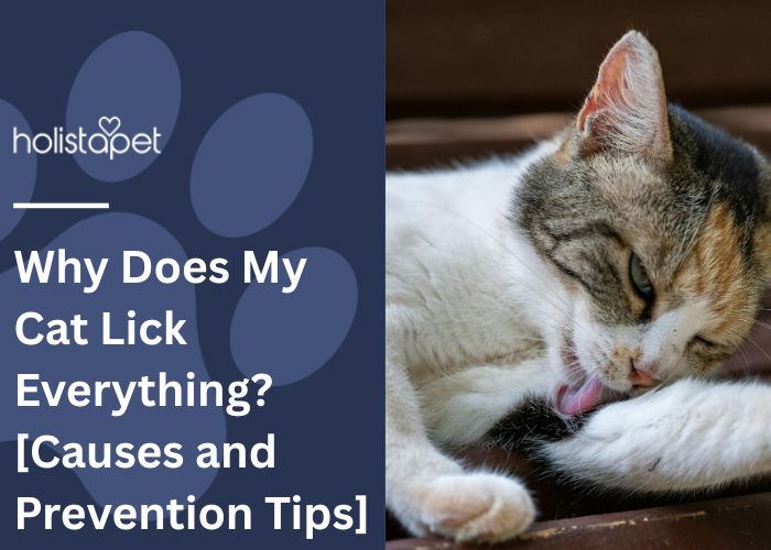 Why does My Cat Lick Me featured blog image by Holistapet. Shows a calico cat licking its inner arm area.