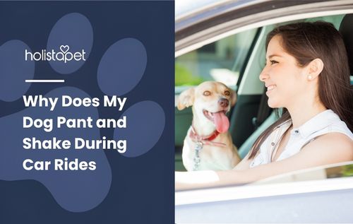 A person driving a car with a small dog sitting on their lap, looking out the window, which may be panting and shaking during the ride due to stress, anxiety, or motion sickness.