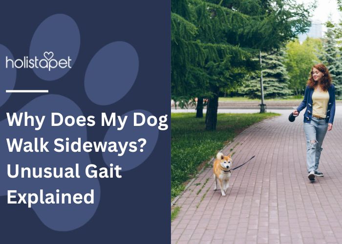 Why Does My Dog Walk Sideways featured blog image by Holistapet. Shows a woman walking her dog on a brick sidewalk. The dog is walking slightly sideways.
