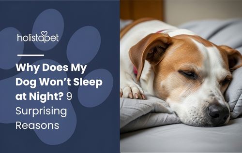 Dog resting on a gray bed in a calm setting, related to why does my dog won’t sleep at night.