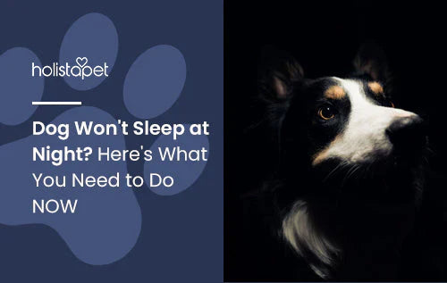 What to do when your dog wont sleep at night