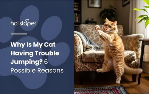 Why Is My Cat Having Trouble Jumping — an orange tabby cat reaches up with its front paws towards a toy.
