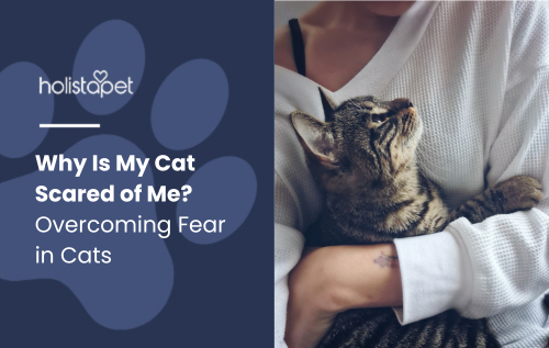 Why Is My Cat Scared of Me featured blog image by Holistapet. Shows a frightened cat hiding under furniture, looking anxious.