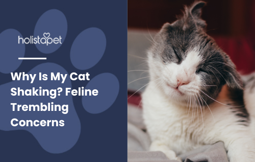 Why Is My Cat Shaking featured blog image by HolistaPet.
