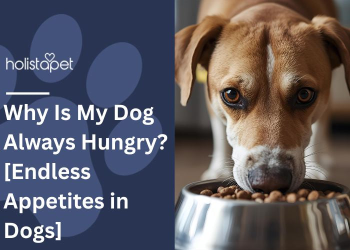 Why Is My Dog Always Hungry Feature Image by Holistapet