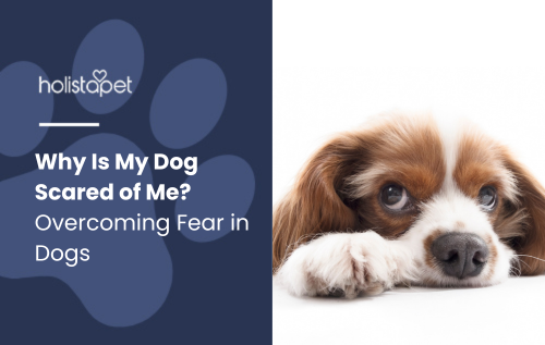 Why Is My Dog Scared of Me? Overcoming Fear in Dogs featured blog image by Holistapet. Depicts a timid dog cowering while looking at a person, conveying fear and uncertainty.
