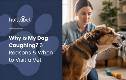 A person petting a dog indoors while wondering why is my dog coughing.