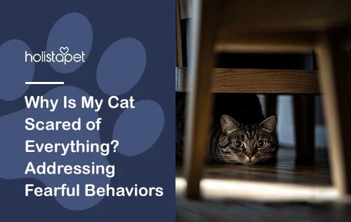 Why Is My Cat Scared of Everything? Addressing Fearful Behaviors