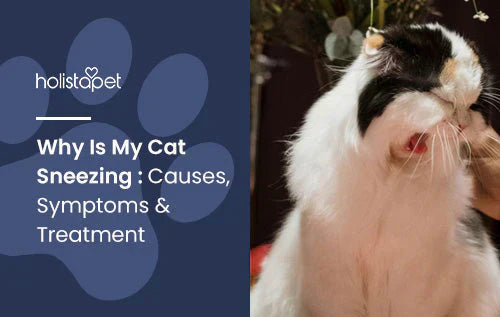 Reasons why a cat sneeze and helpful tips