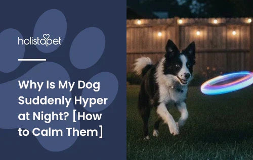A border collie chasing a glowing frisbee at night.