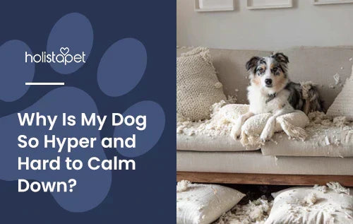 A dog laying down on a torn up couch with the title "Why is my dog so hyper".