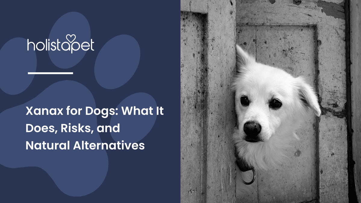 Xanax for Dogs (featured blog image by Holistapet) shows an anxious white dog peeking out a doorway