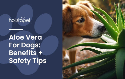 Holistapet branded blog featured image for 'aloe vera for dogs.' Image of dog sniffing aloe plant.