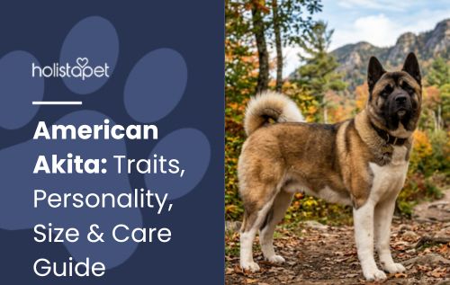 HolistaPet blog header "American Akita: Traits, Personality, Size & Care Guide" with a brown and white Akita on a trail.