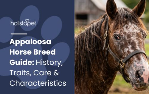Appaloosa Horse Breed Guide: History, Traits, Care & Characteristics