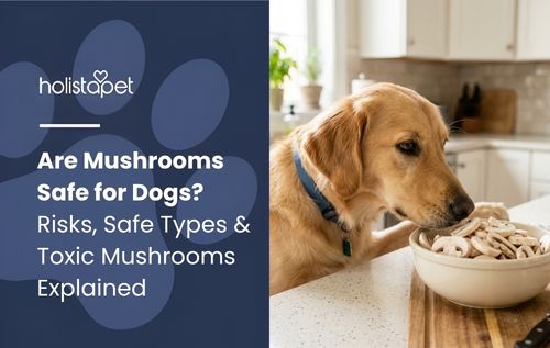 A golden retriever with a blue collar eats from a food bowl on a kitchen counter.