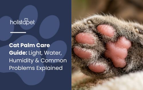 HolistaPet blog header "Cat Palm Care Guide" with a close-up of a cat's paw pads