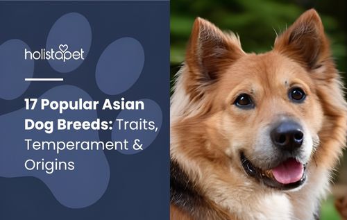 Close-up of a happy dog with tan and brown fur and pointed ears inspired by Asian dog breeds.