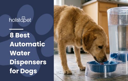 HolistaPet blog header "8 Best Automatic Water Dispensers for Dogs" with a tan Labrador drinking from a blue dispenser bowl.