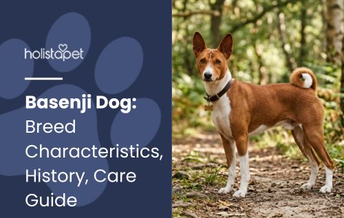 HolistaPet blog header "Basenji Dog" with a brown-and-white Basenji standing on a forest trail.