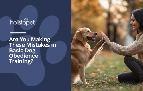 Are You Making These Mistakes in Basic Dog Obedience Training?