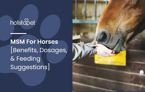 MSM benefits, dosages and information for horses