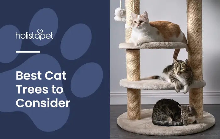 Best Cat Tree Holistapet blog featured image. Shows three cats lounging on separate levels of a cat tree.