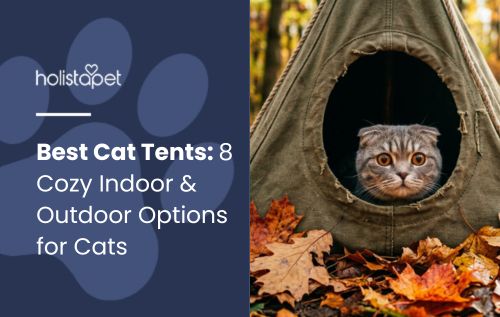 Best Cat Tents: 8 Cozy Indoor & Outdoor Options for Cats