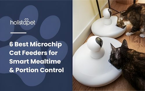 Two cats are playing with interactive toys that have a white base and a small ball on top, showcasing a fun setup often paired with the best microchip cat feeders for a smarter pet care routine.