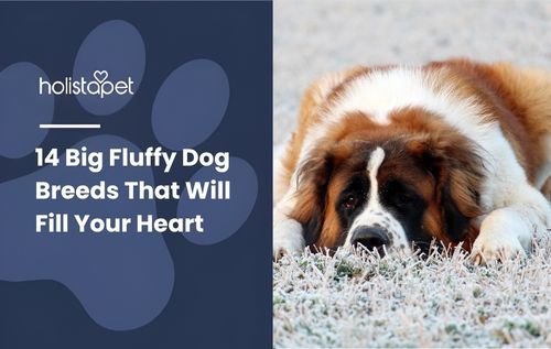 A St. Bernard dog, one of the big fluffy dog breeds with brown and white fur lies down on a gravel surface.